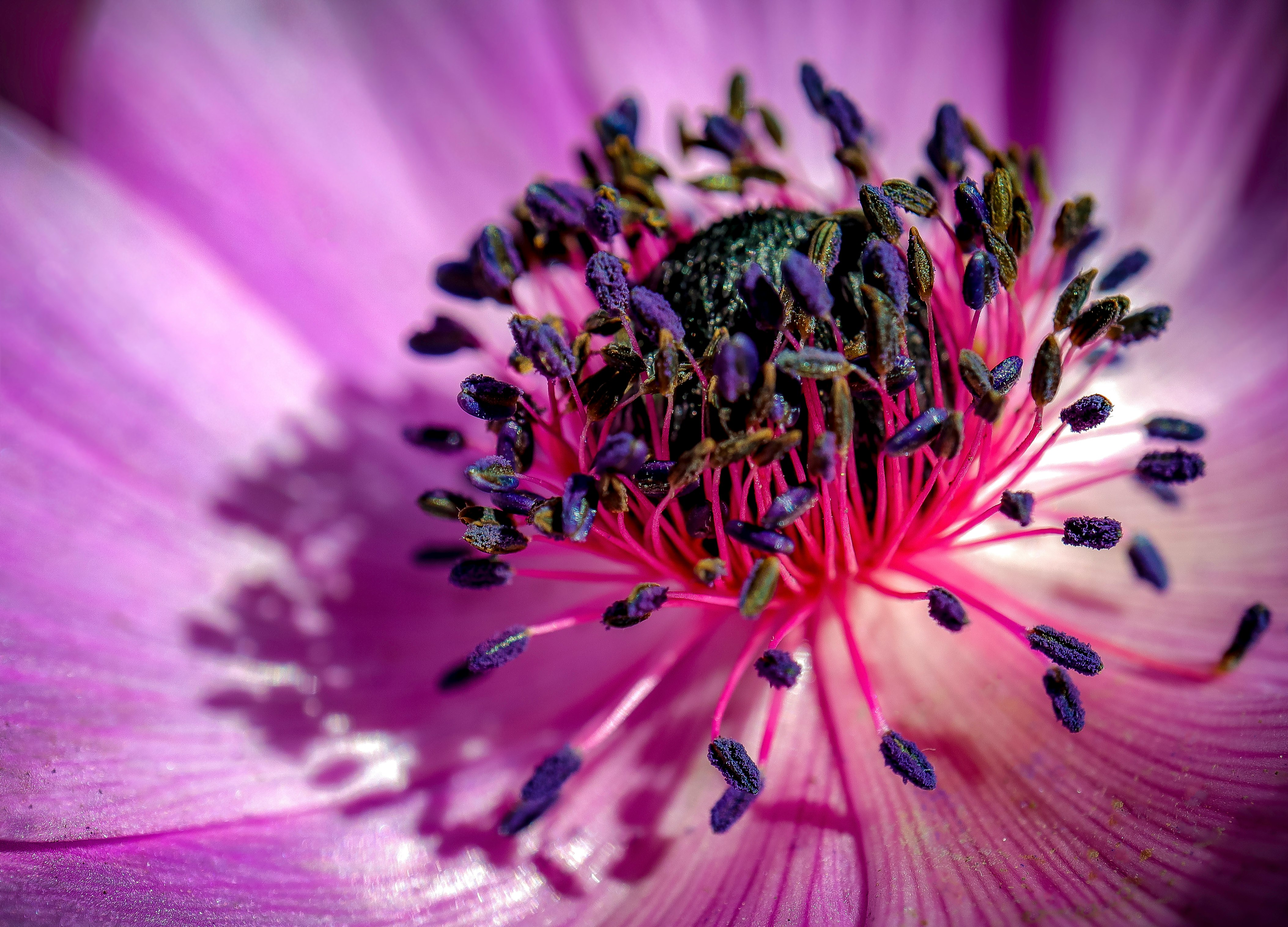 macro photography of pink-petaled flowers